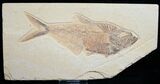 Large Diplomystus Fossil Fish #5487-1